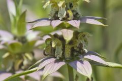 Spotted Horsemint, Monarda punctata