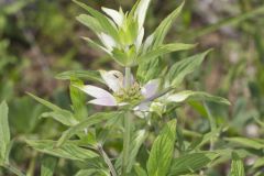 Spotted Horsemint, Monarda punctata