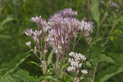 Spotted Joe-pye Weed, Eutrochium maculatum