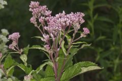 Spotted Joe-pye Weed, Eutrochium maculatum