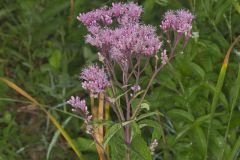 Spotted Joe-pye Weed, Eutrochium maculatum