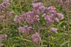 Spotted Joe-pye Weed, Eutrochium maculatum