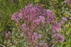 Spotted Joe-pye Weed, Eutrochium maculatum