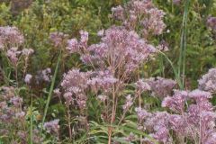 Spotted Joe-pye Weed, Eutrochium maculatum