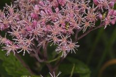 Spotted Joe-pye Weed, Eutrochium maculatum