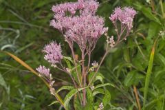 Spotted Joe-pye Weed, Eutrochium maculatum