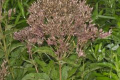 Spotted Joe-pye Weed, Eutrochium maculatum