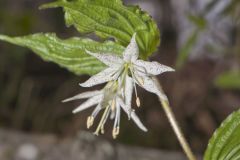 Spotted Mandarin, Prosartes maculata