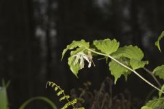 Spotted Mandarin, Prosartes maculata