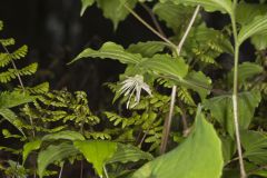 Spotted Mandarin, Prosartes maculata