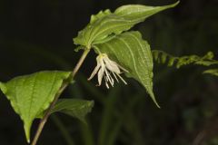 Spotted Mandarin, Prosartes maculata