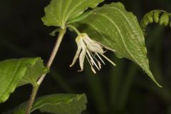 Spotted Mandarin, Prosartes maculata