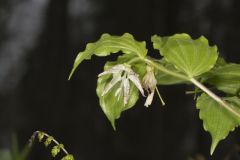 Spotted Mandarin, Prosartes maculata