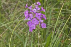 Spotted Phlox, Phlox maculata