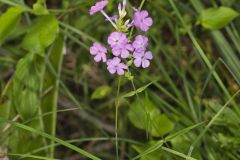 Spotted Phlox, Phlox maculata