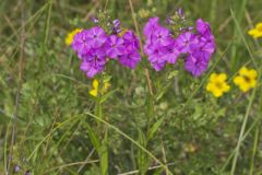 Spotted Phlox, Phlox maculata