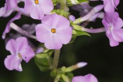 Spotted Phlox, Phlox maculata