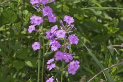 Spotted Phlox, Phlox maculata