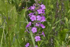 Spotted Phlox, Phlox maculata