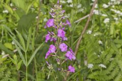 Spotted Phlox, Phlox maculata