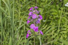 Spotted Phlox, Phlox maculata