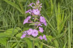 Spotted Phlox, Phlox maculata