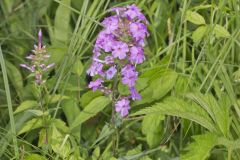 Spotted Phlox, Phlox maculata