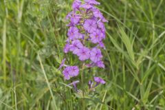 Spotted Phlox, Phlox maculata