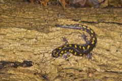 Spotted Salamander, Ambystoma maculatum
