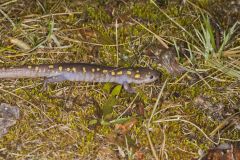 Spotted Salamander, Ambystoma maculatum