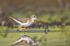 Spotted Sandpiper, Actitis macularius