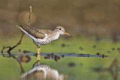 Spotted Sandpiper, Actitis macularius