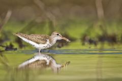 Spotted Sandpiper, Actitis macularius