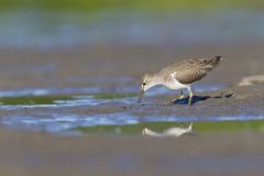 Spotted Sandpiper, Actitis macularius