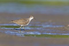 Spotted Sandpiper, Actitis macularius