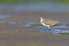 Spotted Sandpiper, Actitis macularius