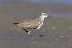 Spotted Sandpiper, Actitis macularius