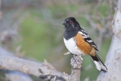 Spotted Towhee, Pipilo maculatus