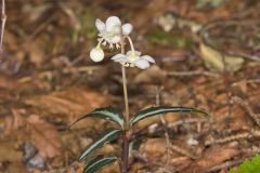 Spotted Wintergreen, Chimaphila maculata