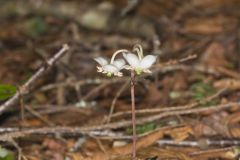 Spotted Wintergreen, Chimaphila maculata