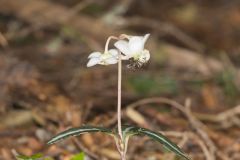 Spotted Wintergreen, Chimaphila maculata