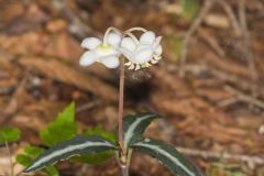 Spotted Wintergreen, Chimaphila maculata