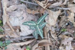 Spotted Wintergreen, Chimaphila maculata