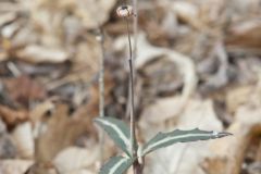 Spotted Wintergreen, Chimaphila maculata