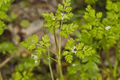 Spreading Chervil, Chaerophyllum procumbens