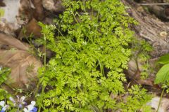 Spreading Chervil, Chaerophyllum procumbens