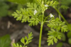 Spreading Chervil, Chaerophyllum procumbens