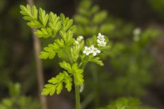 Spreading Chervil, Chaerophyllum procumbens