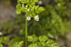 Spreading Chervil, Chaerophyllum procumbens