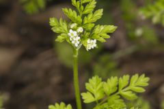 Spreading Chervil, Chaerophyllum procumbens